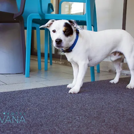 Ivana ليدو دي يسولو